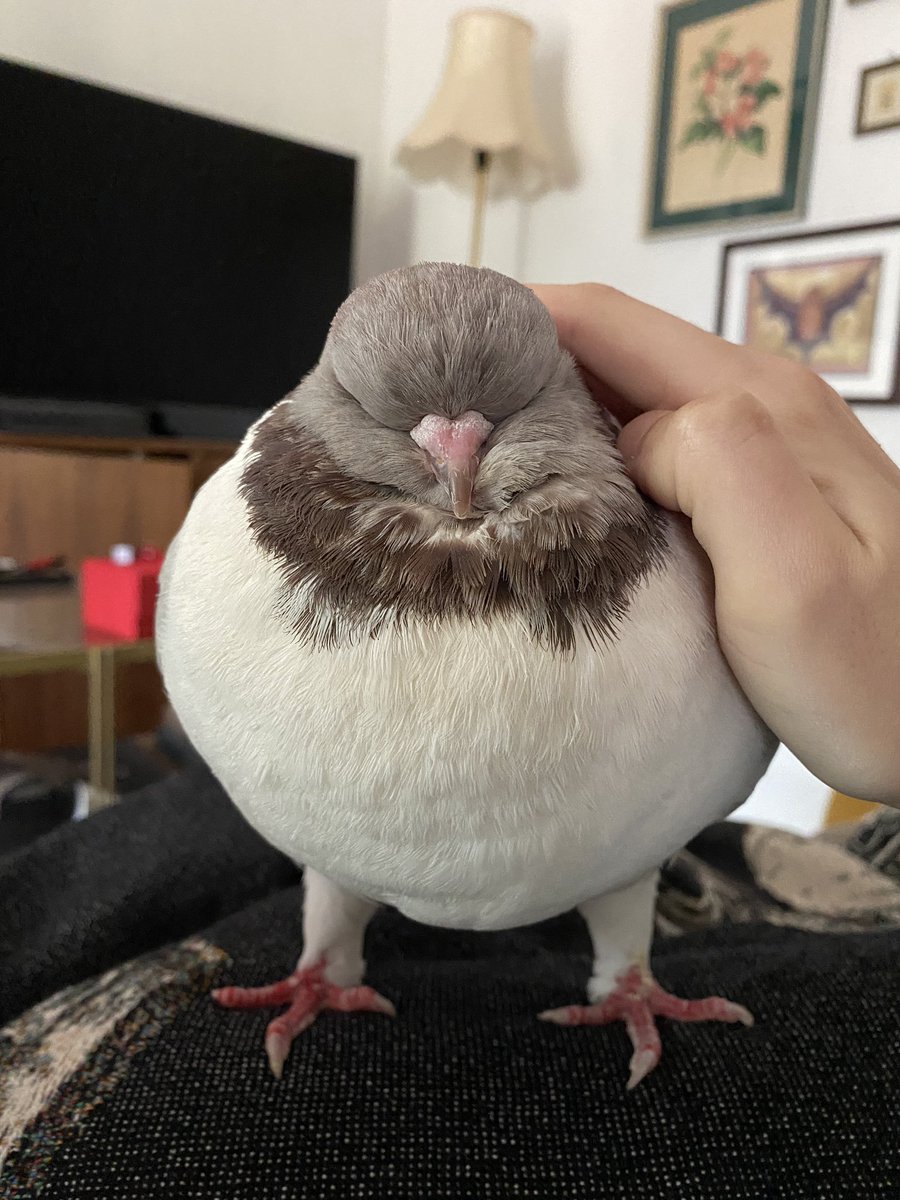 Masha the pigeon tweet media