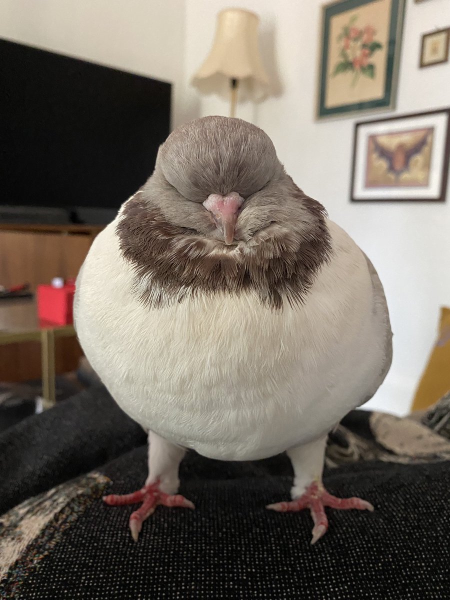 Masha the pigeon tweet media