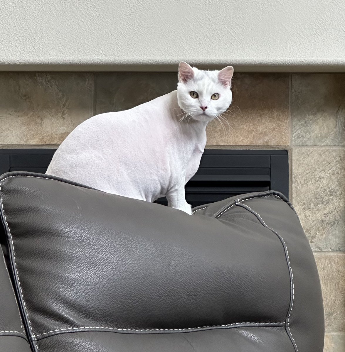 that face 
#badhaircut #dontjudge #poorpearl  #CatsOfTwitter #CatsOnX