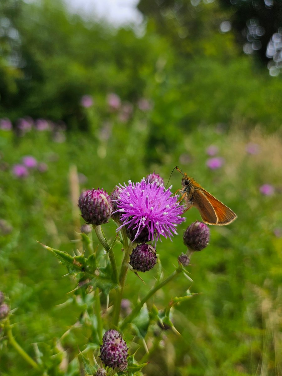 Wiltshire and Swindon Biological Records Centre tweet media