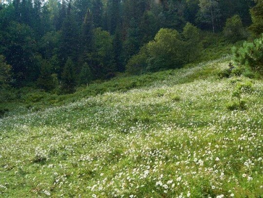 greendreamvibes's tweet photo. 🍃 https://t.co/z0bOoPjOa0