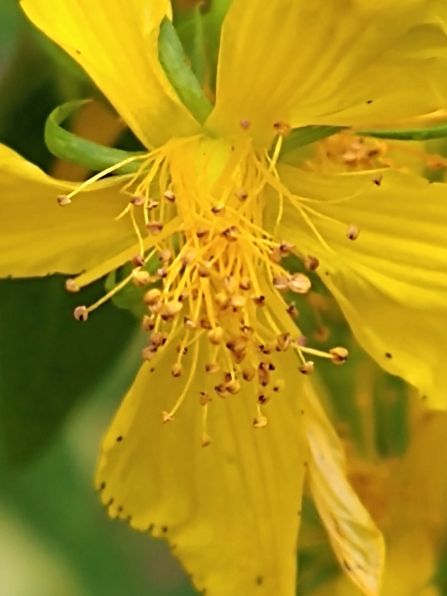 Rikkhep's tweet photo. #SundayYellow #Alphabetchallenge #WeekZ  8xZoom https://t.co/9JikcsmWlw