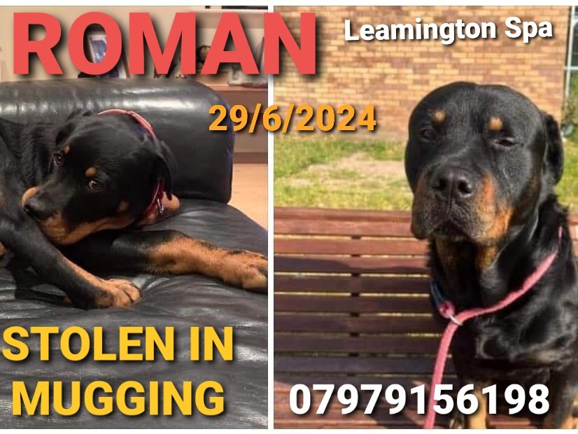 MissingPetsGB's tweet image. 🐕 #URGENT ROMAN #rottweiler stolen from homeless person in a mugging 29 June 2024 nr Macdonalds #LeamingtonSpa  #Warwickshire #CV32
"Taken by a 6ft white man with tattoos down his arms from Forbes Field last seen dragging ROMAN by rope lead (c)
#stolendoghour