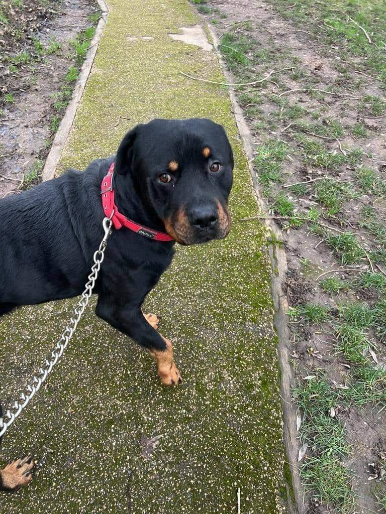 MissingPetsGB's tweet image. 🐕 #URGENT ROMAN #rottweiler stolen from homeless person in a mugging 29 June 2024 nr Macdonalds #LeamingtonSpa  #Warwickshire #CV32
"Taken by a 6ft white man with tattoos down his arms from Forbes Field last seen dragging ROMAN by rope lead (c)
#stolendoghour