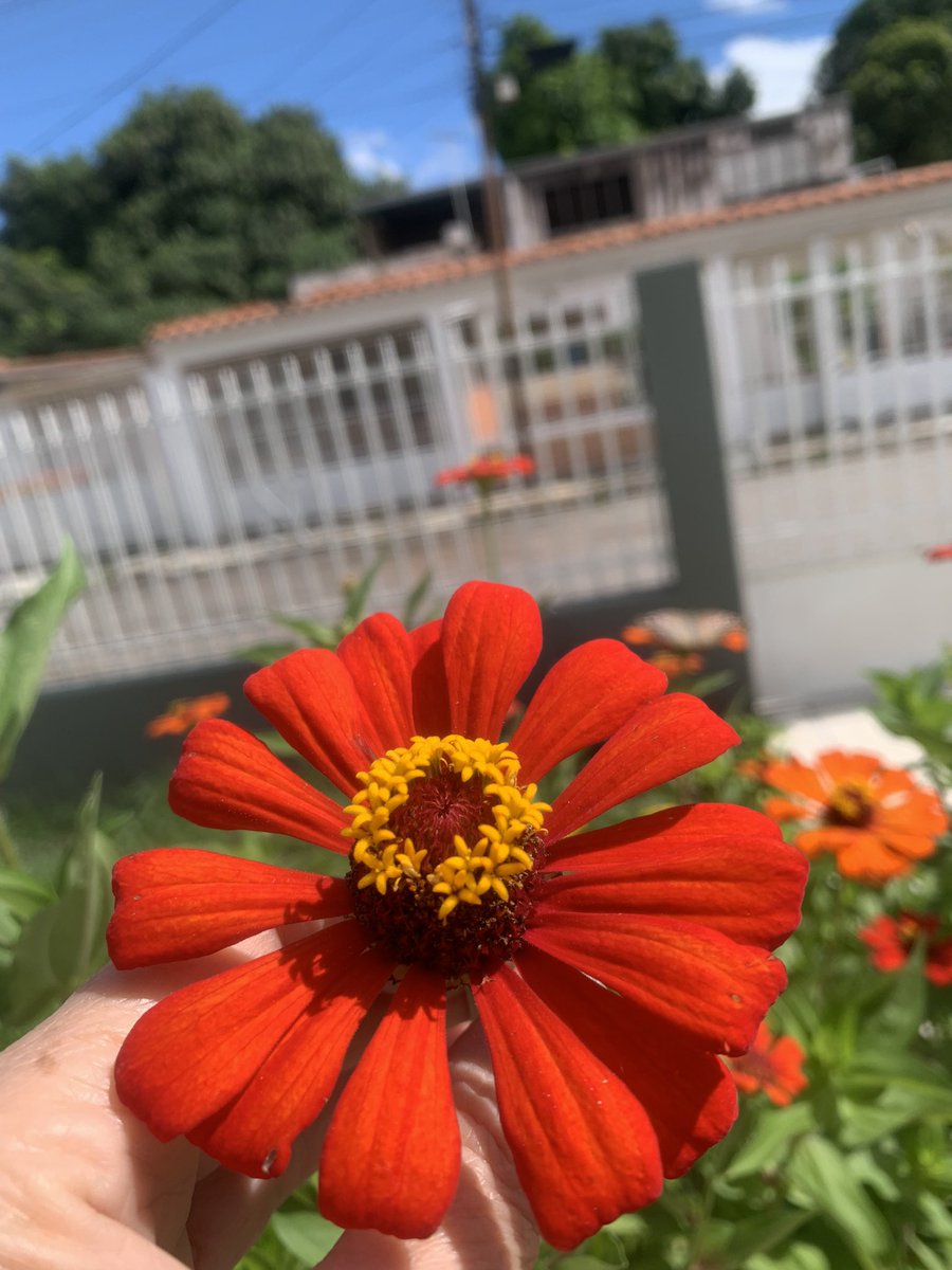 Hermosas mis Zinnias