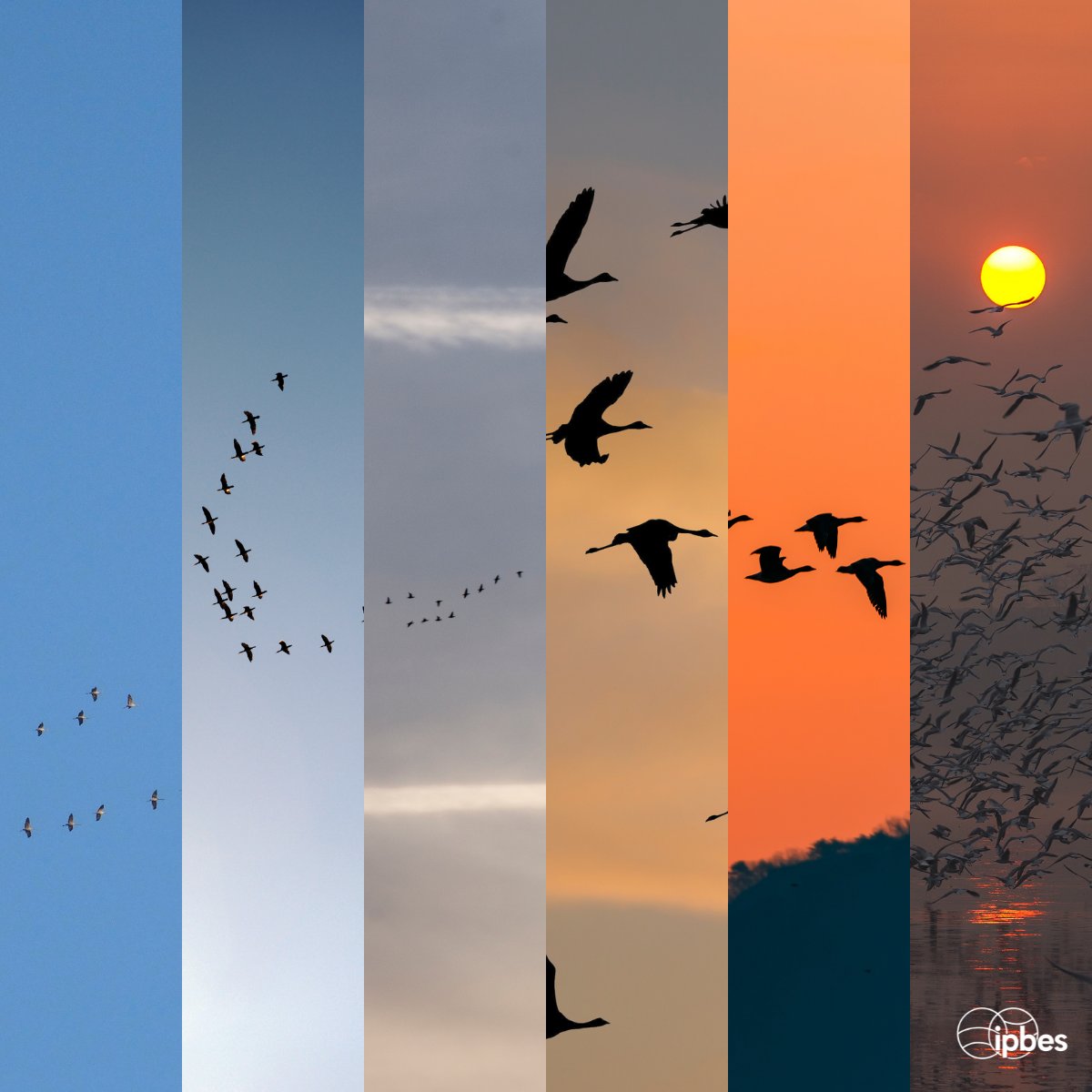 🦩 Migratory birds provide multiple benefits to humans, including: 

🌱Seed dispersal

🌺Pollination

🐛Pest control

But light pollution is a threat, causing disorientation when they fly at night.🌃