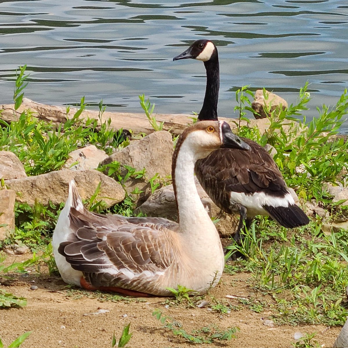 birdhouse_love's tweet photo. I came across this gorgeous Chinese goose gathered with a gaggle of Canadian geese.
#chinesegoose #canadiangoose #goose #geese #wvbirdworld #harrisriverfrontpark #birdlife #huntingtonwv #wvbirding #wvbird #wvbirds #birdworld #birdcommunity https://t.co/3rT9gvQsPw