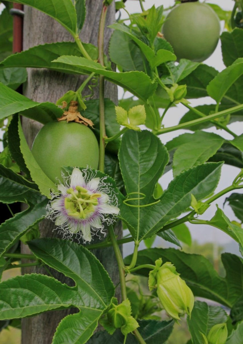 leninejbc's tweet image. Maracujá - Passion Fruits de #Picos São Salvador do Mundo, sem agrotoxicos. 
#Health #organic #passionちゃん #fruits #caboverde