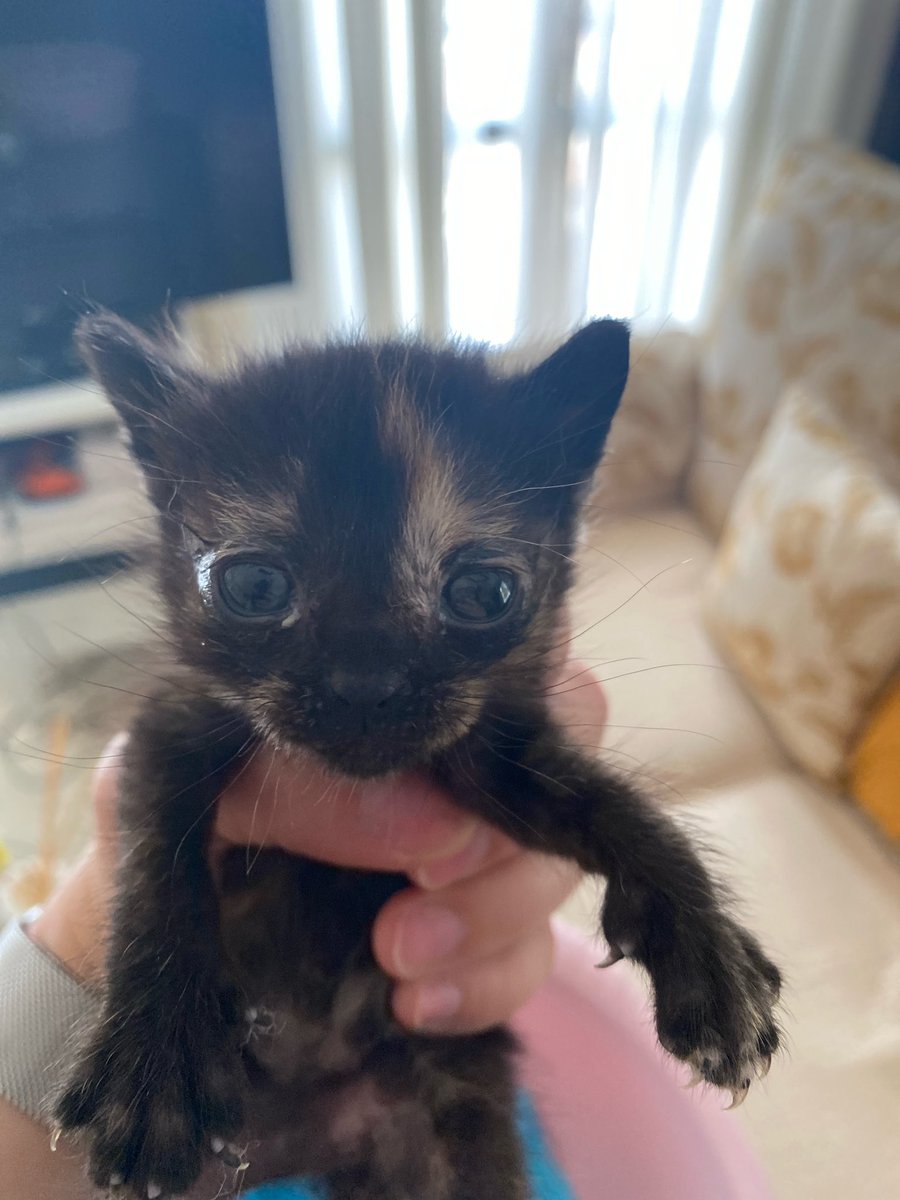 bejeweledfortay's tweet photo. Mi novio se ha encontrado a esta gatita dentro de un coche. Buscamos una familia que quiera adoptarla, ninguno de los dos podemos quedárnosla, ademas, es una época complicada en las protectoras. 

Por favor, difundid 🫶🏼 https://t.co/ludTsf5DP6