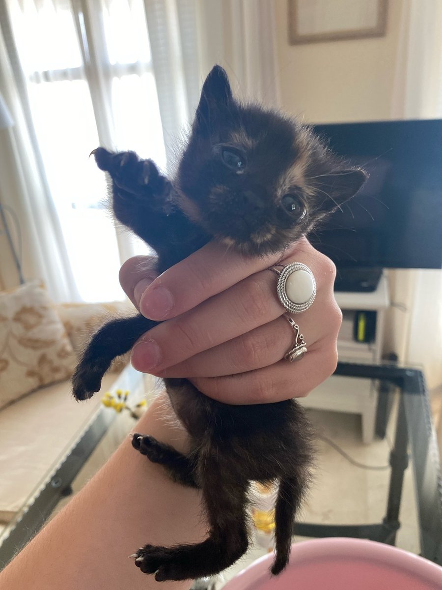 bejeweledfortay's tweet photo. Mi novio se ha encontrado a esta gatita dentro de un coche. Buscamos una familia que quiera adoptarla, ninguno de los dos podemos quedárnosla, ademas, es una época complicada en las protectoras. 

Por favor, difundid 🫶🏼 https://t.co/ludTsf5DP6