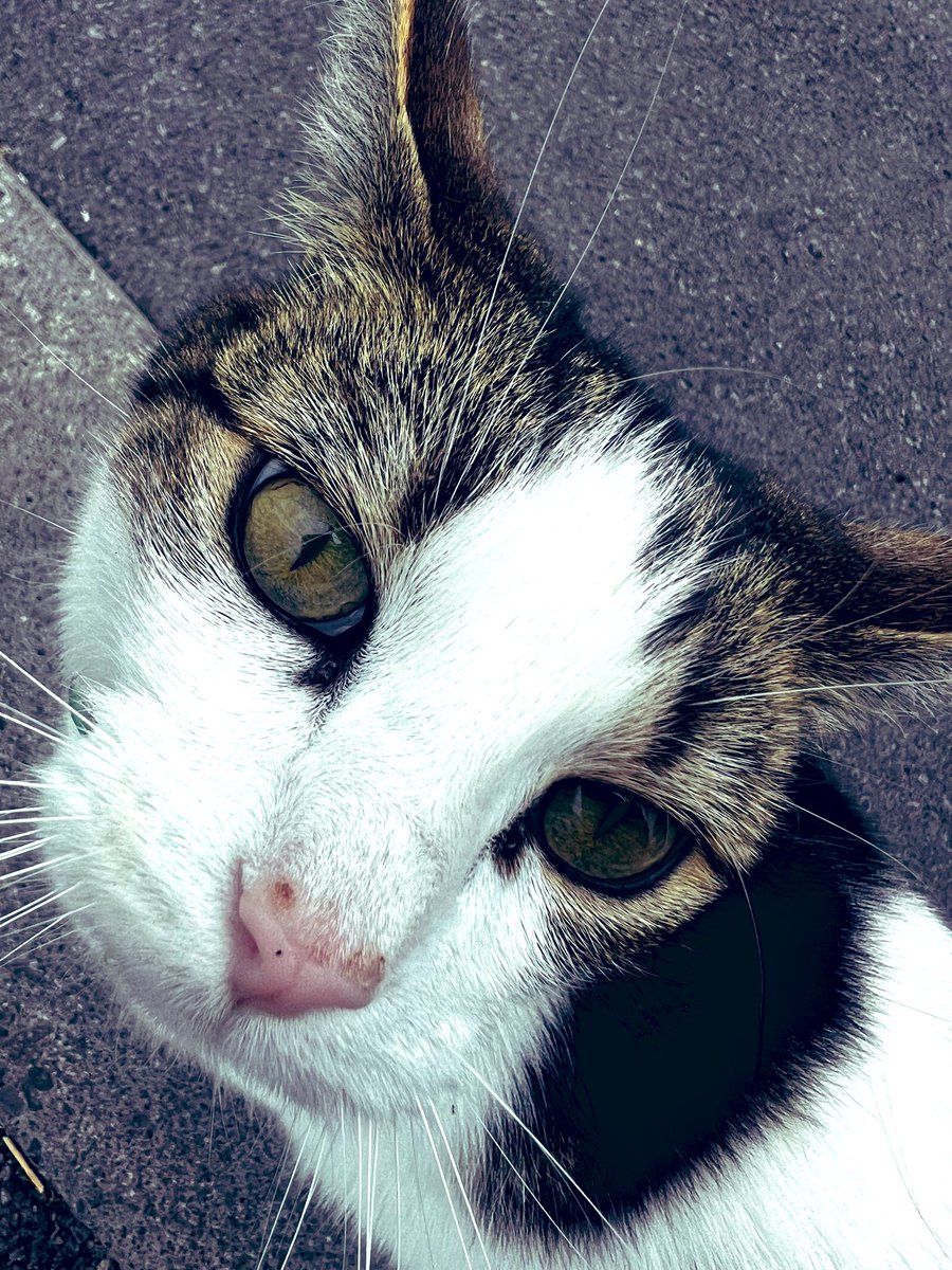 Jayne Bryant for Casnewydd Islwyn tweet media