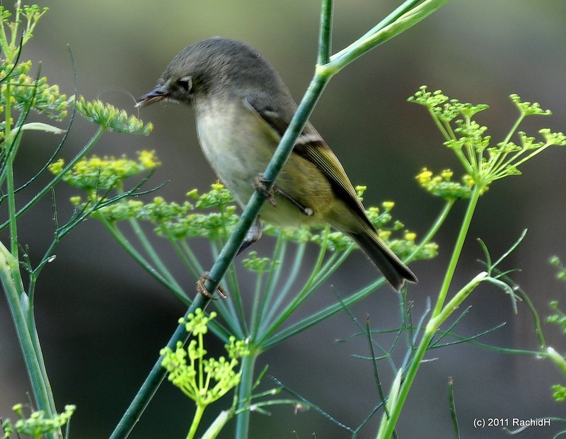 rachidH's tweet photo. #Kinglet #Ruby_crownedKinglet #Regulus #Rcalendula #Roitelet #RoiteletÀCouronneRubis #YerbaBuenaGardens #SanFrancisco #SanFran #SF #California #CA #Ornithology
Rachid H shared a photo with you from the Flickr app! Check it out:
https://t.co/Y3MG1lensw https://t.co/HSfPPGvEFi