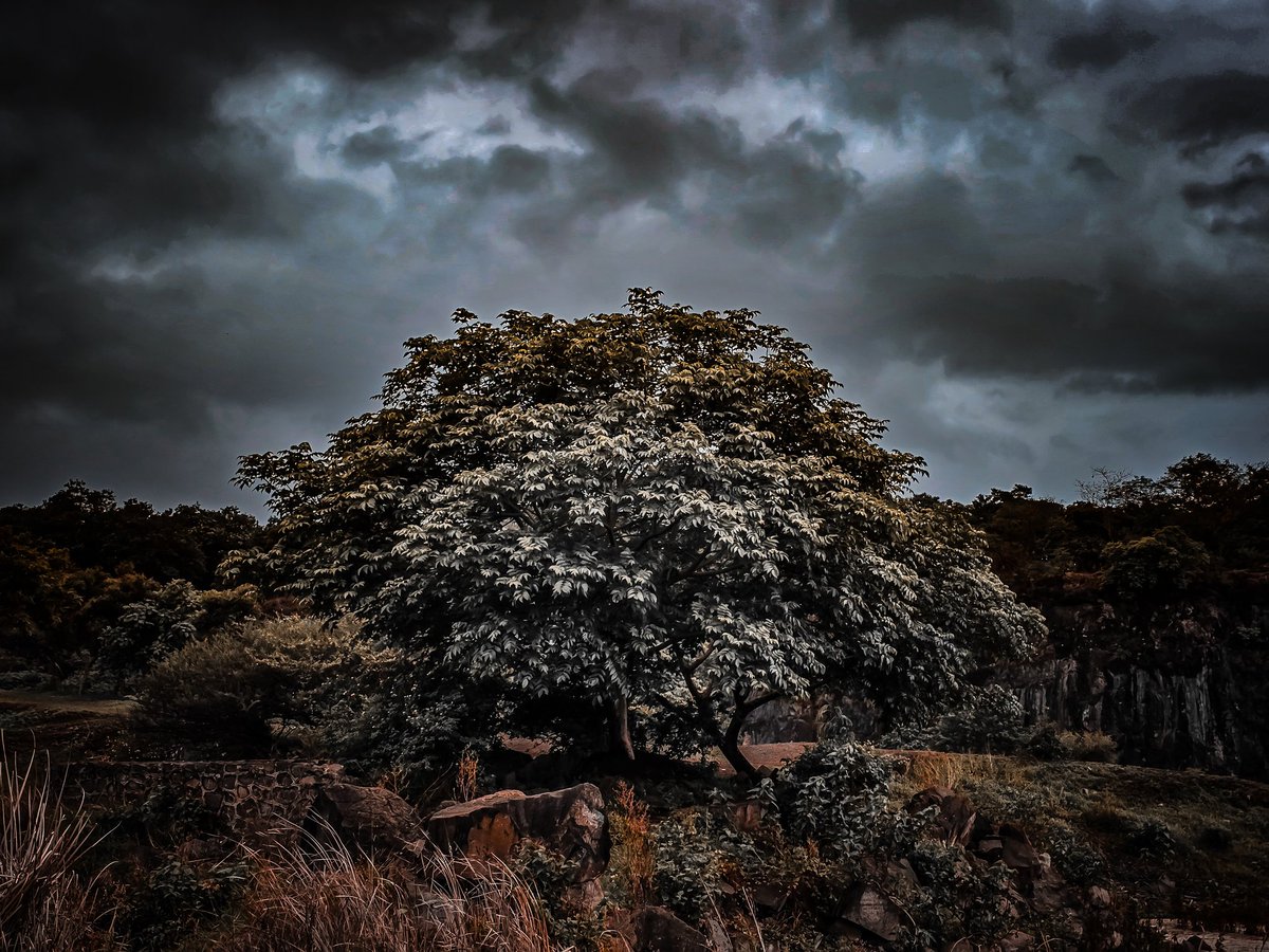 The Elder Tree?

#ShotOnSnapdragon #GalaxyS24 #S24Ultra #photography