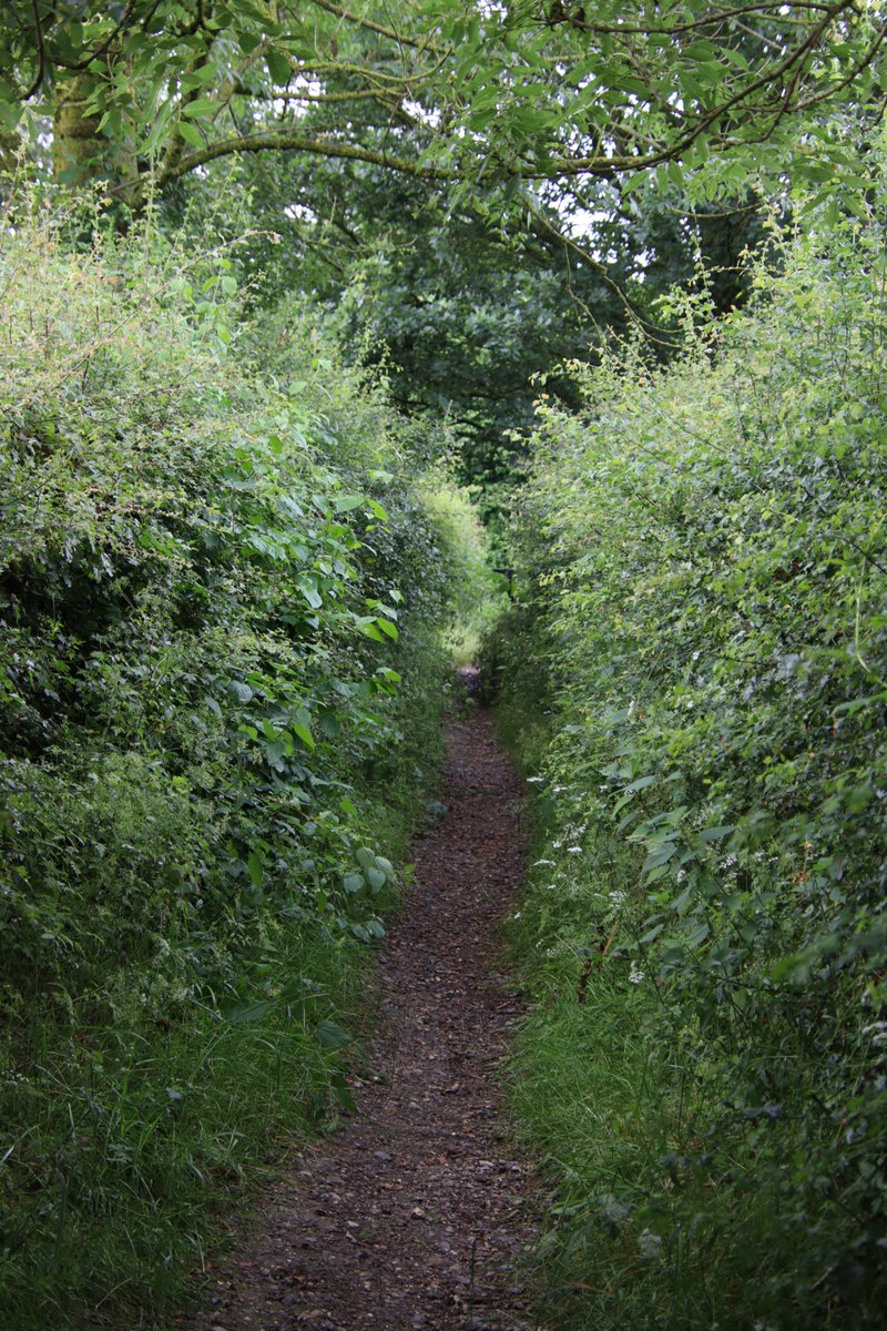 sjutterke's tweet image. wandelen in de buurt van Mechelen (NL-Limburg) (2)