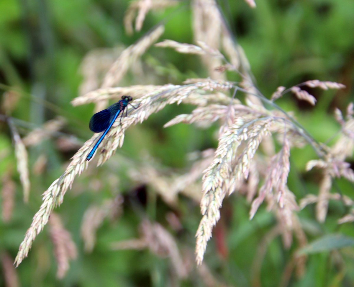 sjutterke's tweet image. wandelen in de buurt van Mechelen (NL-Limburg) (2)
