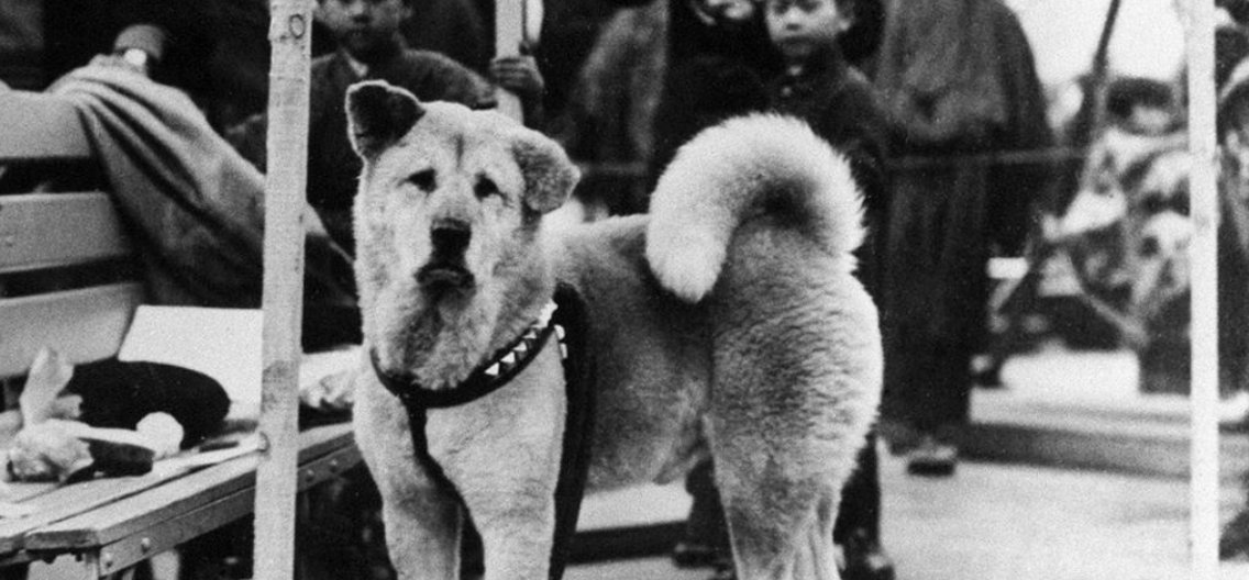 hachikoerc's tweet photo. Big thanks to ハチ公 | Hachiko's top community for honoring his unwavering loyalty! 🐾❤️ 

Your dedication keeps his legacy alive and strong. 

Join the loyal community and enjoy the ride.

https://t.co/9WvOKkHDbl

#Hachiko #Loyalty https://t.co/JRsYEAIQOz