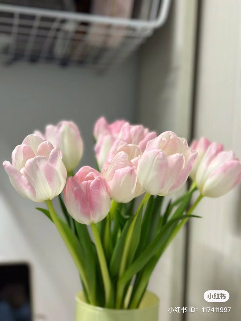 piinkibun's tweet photo. tulips <3 https://t.co/cbhEmqCDYm