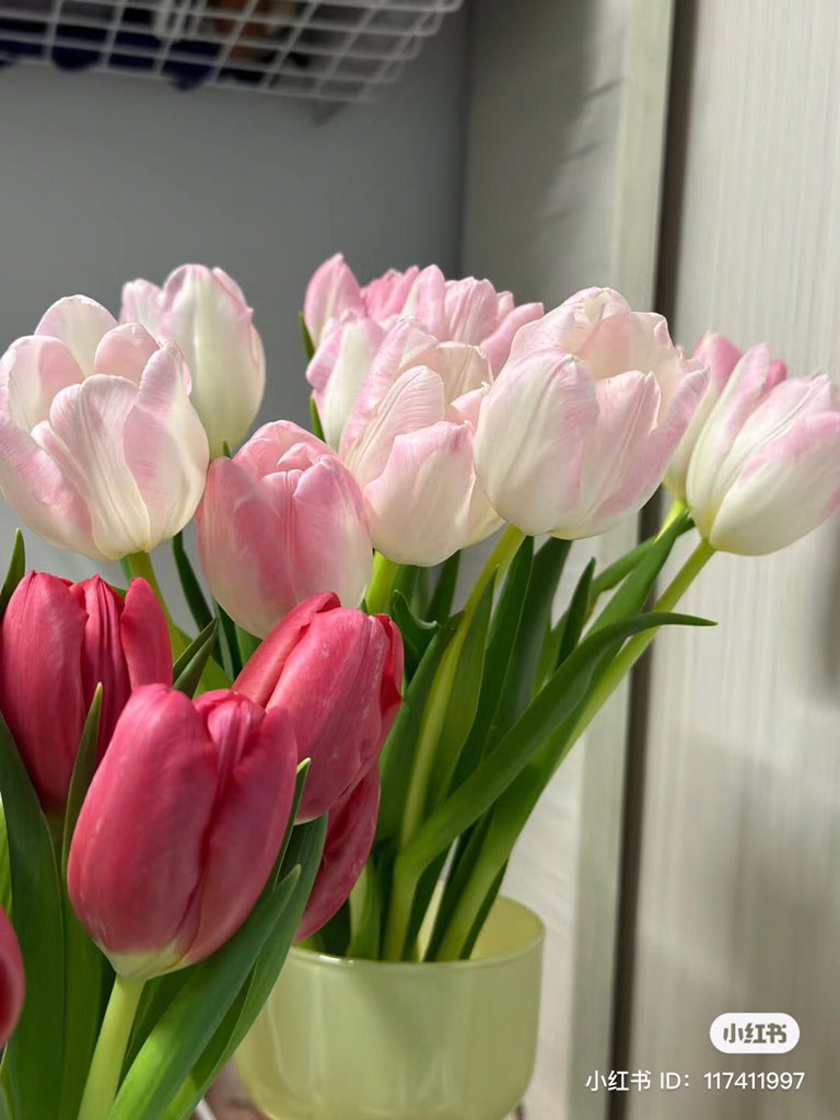 piinkibun's tweet photo. tulips <3 https://t.co/cbhEmqCDYm