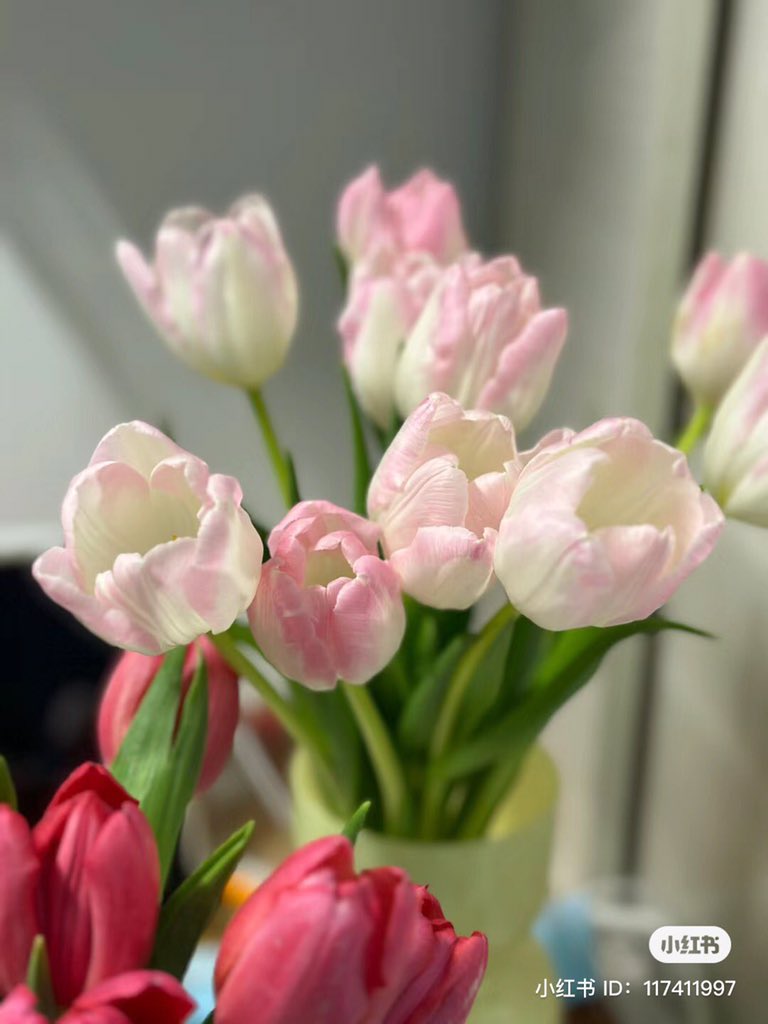 piinkibun's tweet photo. tulips <3 https://t.co/cbhEmqCDYm