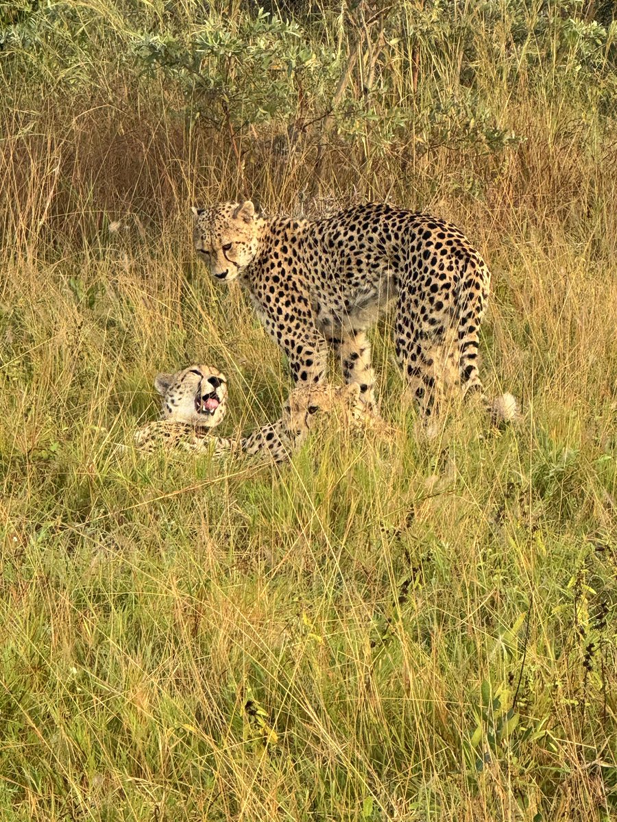 Fiona Bibby (@fionastravels) on Twitter photo I’m fortunate to have stayed in 40 lodges on #safari so if you’re looking for this type of holiday to combine with other destinations in #Africa get in touch ASAP
#safariholidays #safarihoneymoon #africasafari #luxurysafari
☎️ 07974 567003
📧 fionabibby@travelarchitect.com I’m fortunate to have stayed in 40 lodges on #safari so if you’re looking for this type of holiday to combine with other destinations in #Africa get in touch ASAP
#safariholidays #safarihoneymoon #africasafari #luxurysafari
☎️ 07974 567003
📧 fionabibby@travelarchitect.com