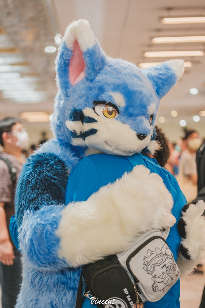 抱毛被攝了🫢

💙🐺：@kagayafur

📷：@littlewolfy0816
#Furrymosa