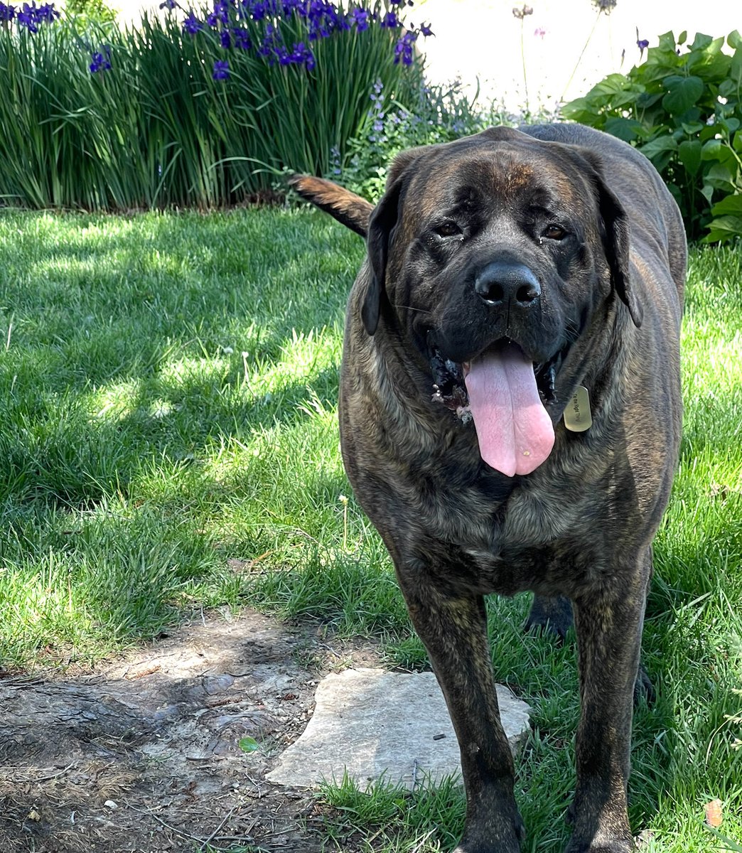 🚨in need of ur help #Lincoln to locate our missing 170lb English Mastiff in East Lincoln 🚨Our beloved pet,spooked by 💥,is black and brown wearing an electric fence collar. Reply/DM 🙏 His son is eagerly waiting 4 him at home. #MissingPet #LostDog #LNK #HuskerNation #Huskers