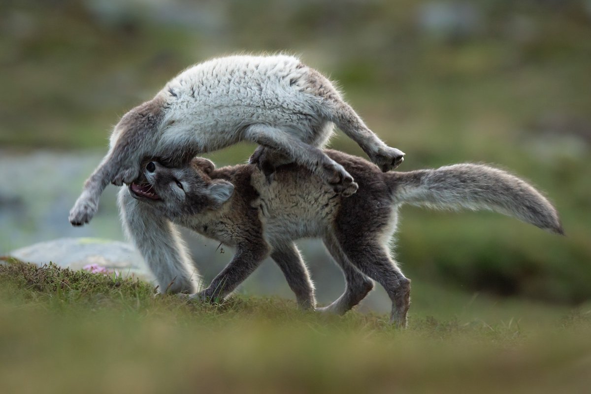 10 Years in the Making – Photographing the Endangered Arctic Foxes of Norway with Roger Brendhagen! 

Get inspired by this incredible photography project... 

naturettl.com/photographing-…