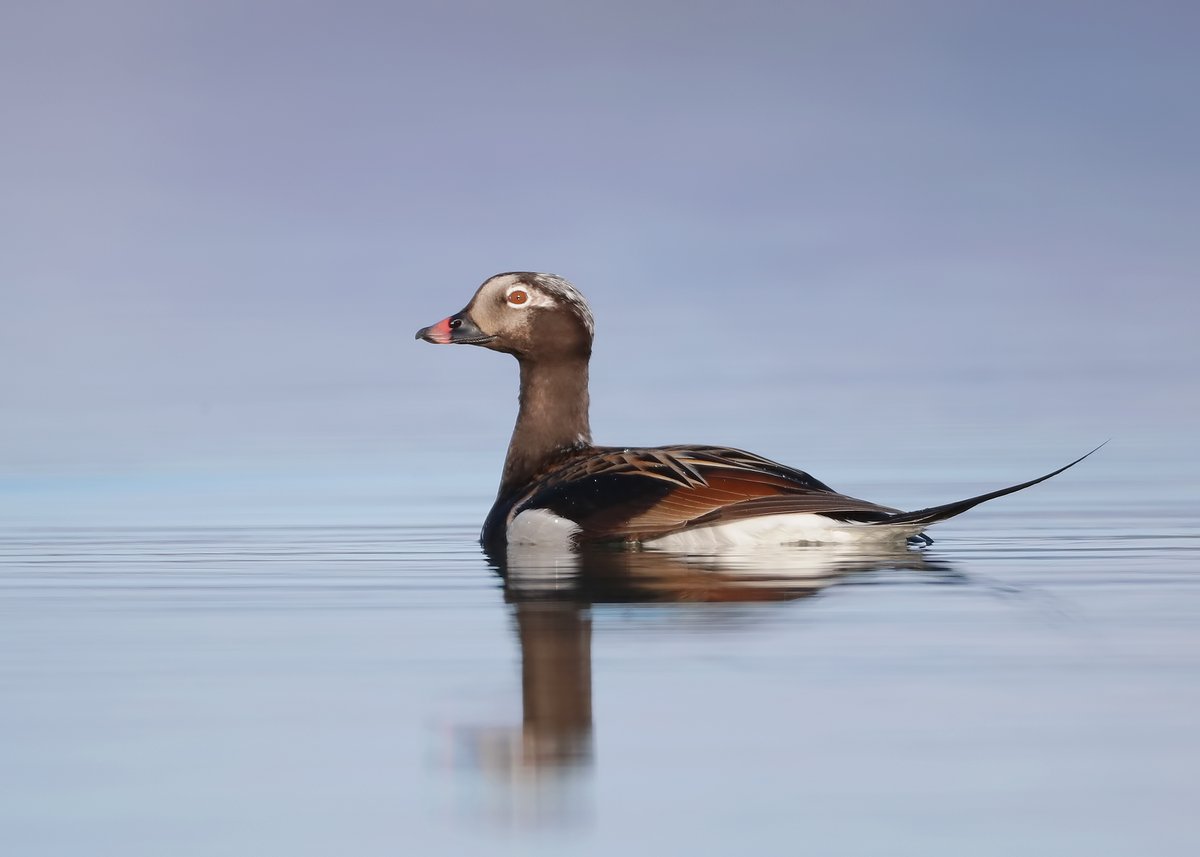 Michael Southcott tweet media