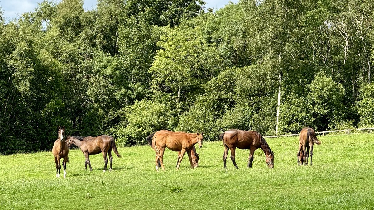 Jamjam0288's tweet photo. Nice day to be a yearling. 🌞 and doctor green. https://t.co/XG8HQEKVl2