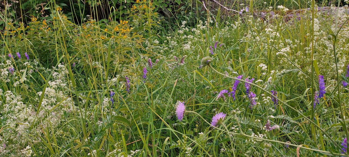 HarriHoltta's tweet image. On kesä, ota rennosti ja laiskottele välillä. Pihamaata ja nurmikkoa ei tarvitse hinkata ruohonleikkurilla kauttaaltaan preussilaiseen järjestykseen. Kukat, mehiläiset ja muut pörriäiset kiittävät. Nämä esimerkit omalta pihaltani. #pölyttäjät #monimuotoisuus #luontokato