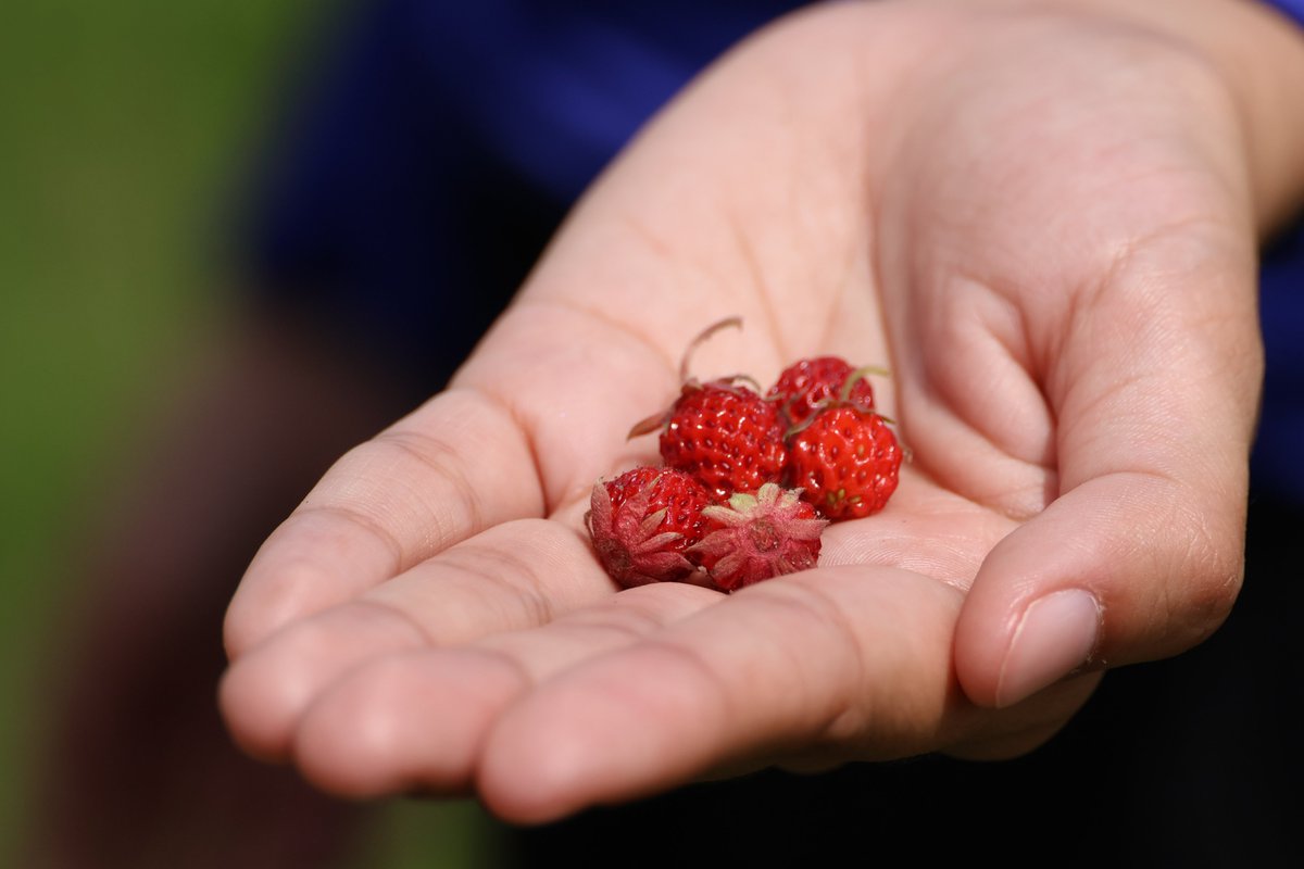 land_guardians's tweet image. 🪶As #IndigenousHistoryMonth comes to a close, we’d like to take a moment to celebrate and support Guardian Programs, where Indigenous communities lead the way in preserving lands, waters, and cultural revitalization efforts.✊#LandNeedsGuardians

📸@BxBCreative