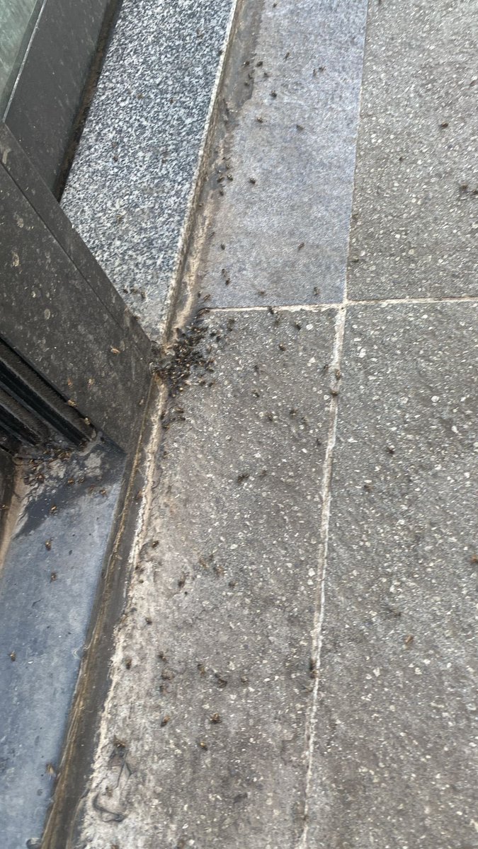 mahmutumitgers's tweet photo. İstanbul’un orta yerinde bu kadar sinek olur mu ? Olur kurban kesim alanı neden biter bitmez  ilaçlanmaz ? Bu kurban satış pazarları bir çok yerde var ama o kadar sinek hayatımda görmedim. #ibb #esenyurt #istanbul #akbatı #sağlık #kurban #bayram https://t.co/Pre5vSgXMX
