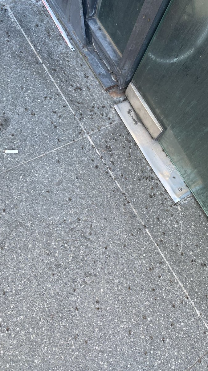 mahmutumitgers's tweet photo. İstanbul’un orta yerinde bu kadar sinek olur mu ? Olur kurban kesim alanı neden biter bitmez  ilaçlanmaz ? Bu kurban satış pazarları bir çok yerde var ama o kadar sinek hayatımda görmedim. #ibb #esenyurt #istanbul #akbatı #sağlık #kurban #bayram https://t.co/Pre5vSgXMX