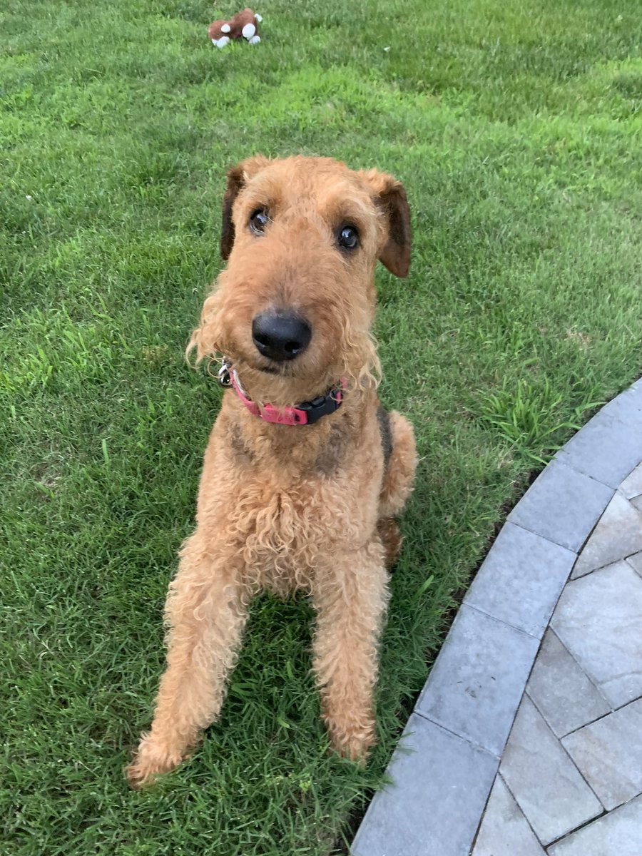 Hi there! We are doing well here. Hot as blazes! 91 degrees at 11 am and feels like 107 😳. All outdoor activities at our house are canceled with the possible exception of ice cubes on the screen porch. 🐾