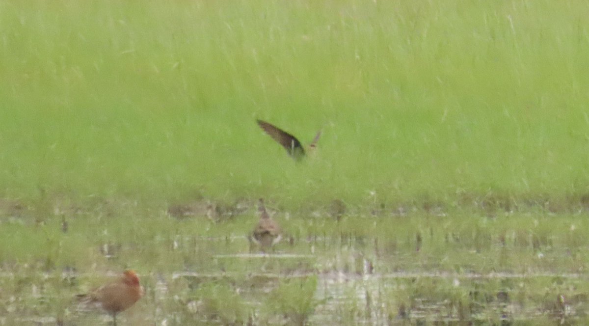 OlimBirds's tweet photo. 30 June 2022: Turkestan Shrike and bonus Black-browed Albatross with @otleybirder.
Today: we get Black-winged Pratincole (my first of the family in Britain) and a bonus Caspian Tern. Looking forward to 2026 already. @BirdDoncaster https://t.co/Adlo5btbYI