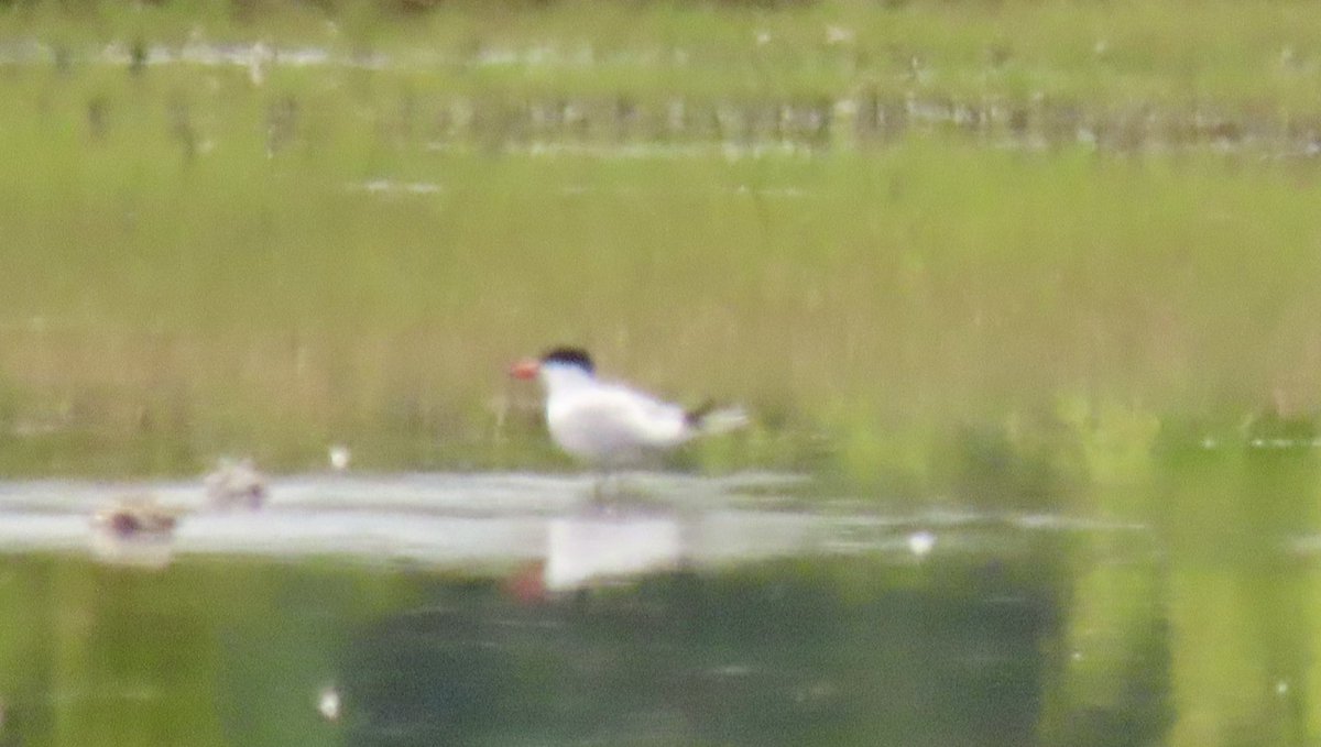 OlimBirds's tweet photo. 30 June 2022: Turkestan Shrike and bonus Black-browed Albatross with @otleybirder.
Today: we get Black-winged Pratincole (my first of the family in Britain) and a bonus Caspian Tern. Looking forward to 2026 already. @BirdDoncaster https://t.co/Adlo5btbYI