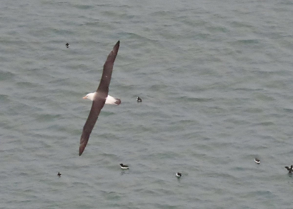 30 June 2022: Turkestan Shrike and bonus Black-browed Albatross with @otleybirder.
Today: we get Black-winged Pratincole (my first of the family in Britain) and a bonus Caspian Tern. Looking forward to 2026 already. @BirdDoncaster