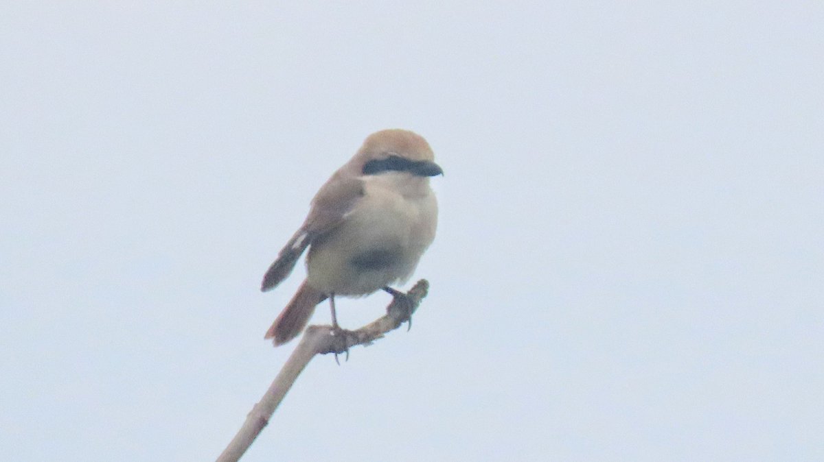 OlimBirds's tweet photo. 30 June 2022: Turkestan Shrike and bonus Black-browed Albatross with @otleybirder.
Today: we get Black-winged Pratincole (my first of the family in Britain) and a bonus Caspian Tern. Looking forward to 2026 already. @BirdDoncaster https://t.co/Adlo5btbYI