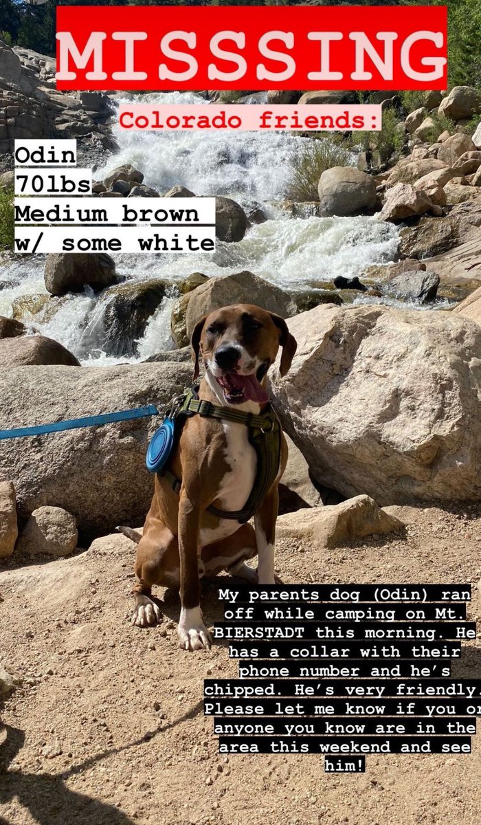 PLEASE SHARE! Odin went missing on MT. BIERSTADT near IDAHO SPRINGS, CO yesterday morning. They were about halfway up the trail at coordinates (39.5902145, -105.6808467) and he ran SW. We will be there today searching the mtn - please let us know if anyone sees him.
