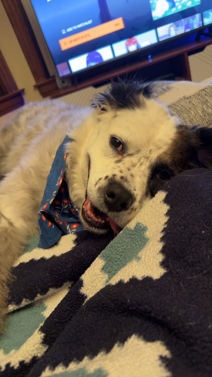 The biggest ham in all the land turns 8 today! Happy birthday, Juniper! Belly rubs for you until my hands get tired.