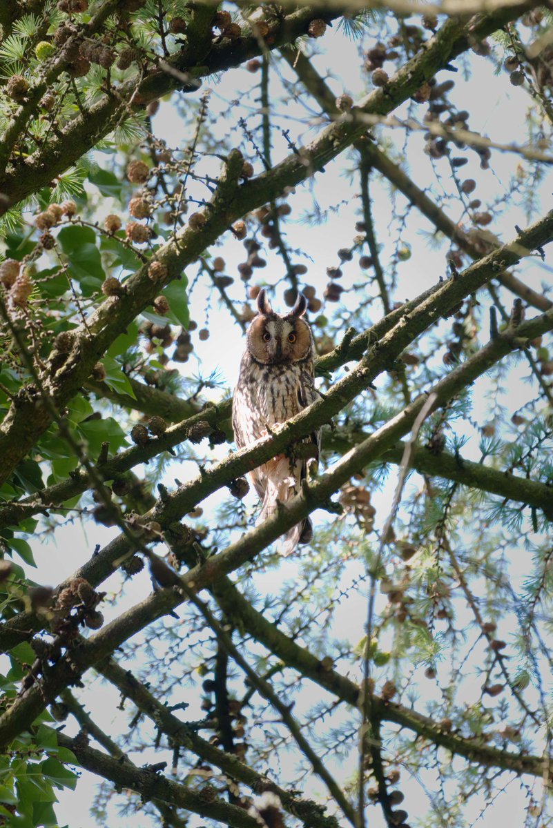 WWTCastleEspie's tweet photo. ๐ฆโจ Exciting Wildlife Sighting! โจ๐ฆ
A stunning Long-Eared Owl, with its distinctive tufts and piercing gaze, was seen expertly camouflaging in our woodlands.
๐ธ Jonny Clark.
#LongEaredOwl #BirdWatching #CastleEspie #WildlifeSighting #NatureLovers #TwitterNatureCommunity https://t.co/TMRCpjtBGy