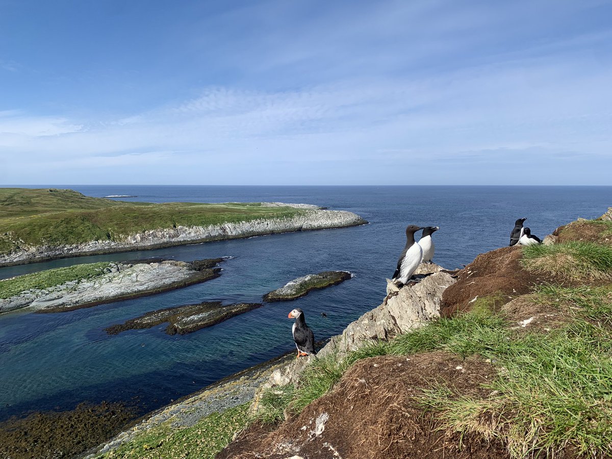tonereiert's tweet photo. Fieldwork on Hornøya is continuing. Ringing and tagging of puffins and razorbills in all kinds of weather, is primary focus at this stage.

All birds handled carefully and with special permits.

#seabirds #SuperSeabirdSunday #seatrackscience @SEAPOP4 @NINAnature https://t.co/X8LUo9w4ea