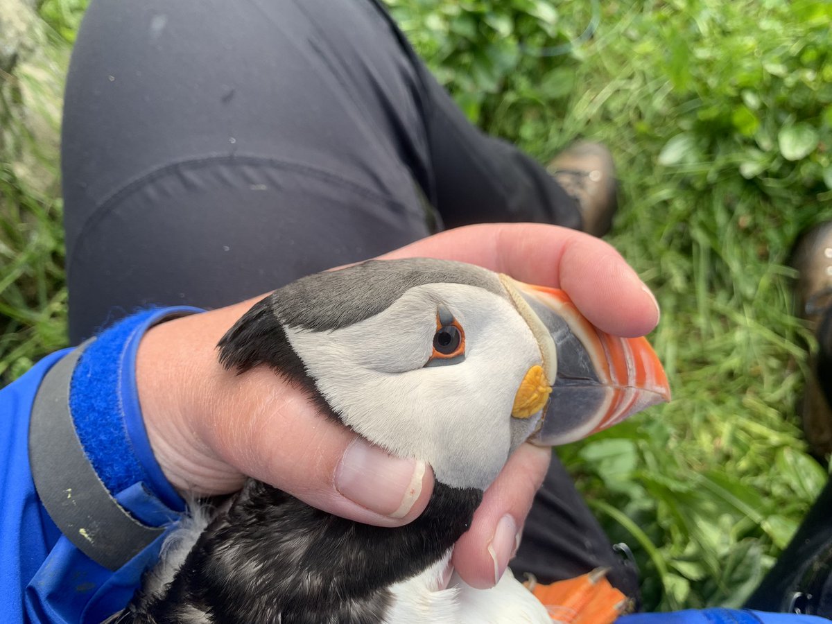 tonereiert's tweet photo. Fieldwork on Hornøya is continuing. Ringing and tagging of puffins and razorbills in all kinds of weather, is primary focus at this stage.

All birds handled carefully and with special permits.

#seabirds #SuperSeabirdSunday #seatrackscience @SEAPOP4 @NINAnature https://t.co/X8LUo9w4ea