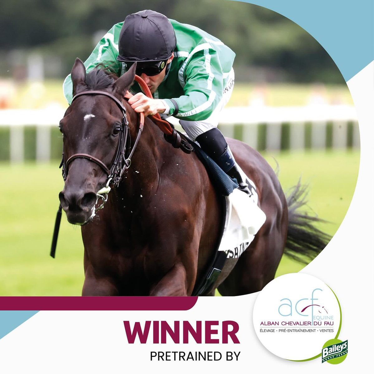 TCC_AcfEquine's tweet image. Pretrained🥇-🥈 with undefeated ANGEAL (@coolmorestud #WoottonBassett)  landing the Prix Amber Rama for @HeadRacing1, @lemaitre60LA &amp;amp; C.Brun, @ecurienps &amp;amp; @ChantillyBstock. 
SUPIDO (@DarleyStallions #BluePoint) was a good 2nd for @EcurieGriezmann, @mickaelbarzalon &amp;amp; P.Decouz
👏🏻