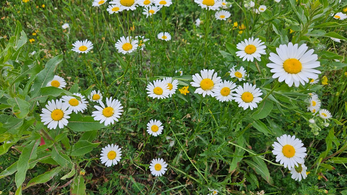 BigGirlBlue's tweet photo. If you see this, I hope you will take a breath and let out whatever has been bothering you. Then go on and enjoy your day. https://t.co/VOf2Hf9o4L