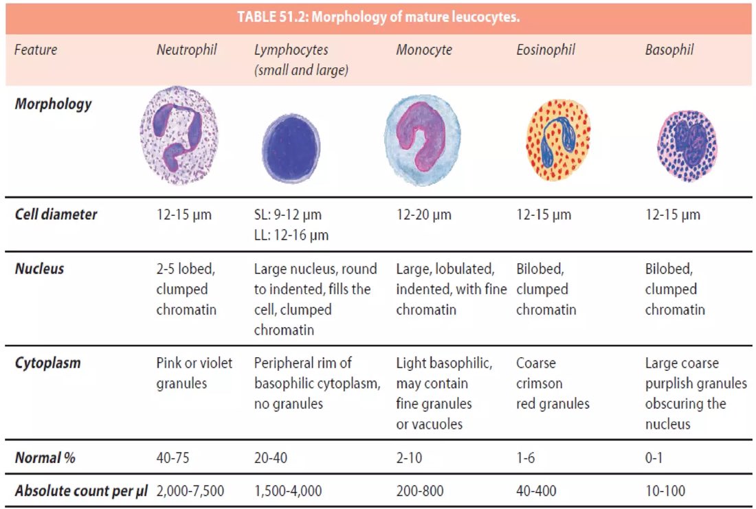HA_Laboratory's tweet photo. 🟣Morphology of mature leucocytes🔬 https://t.co/lF9ONx4BVO