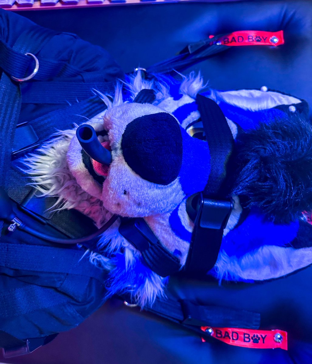 Aki (@akithepup) on Twitter photo Hmmmph!
There is nothing I could do after letting <a href="/greatmastix_AD/">Dumb Dog Mastix</a> out of the restraints.
He quickly overwhelmed me and made me feel all the straps 😳
Guess a good pup earns their freedom and faces the consequences of their actions, huh?
📸+ ⛓️ by <a href="/greatmastix_AD/">Dumb Dog Mastix</a> Hmmmph!
There is nothing I could do after letting <a href="/greatmastix_AD/">Dumb Dog Mastix</a> out of the restraints.
He quickly overwhelmed me and made me feel all the straps 😳
Guess a good pup earns their freedom and faces the consequences of their actions, huh?
📸+ ⛓️ by <a href="/greatmastix_AD/">Dumb Dog Mastix</a>