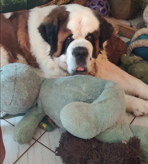 L'été commence avec la tragédie habituelle de l'abandon des animaux. Donc j'ai décidé de participer à "JE NE T'ABANDONNERAI JAMAIS" une campagne à laquelle j'adhère avec un vrai plaisir. Chacun sera libre d'adhérer en copiant et en collant ce texte avec une photo de son animal.