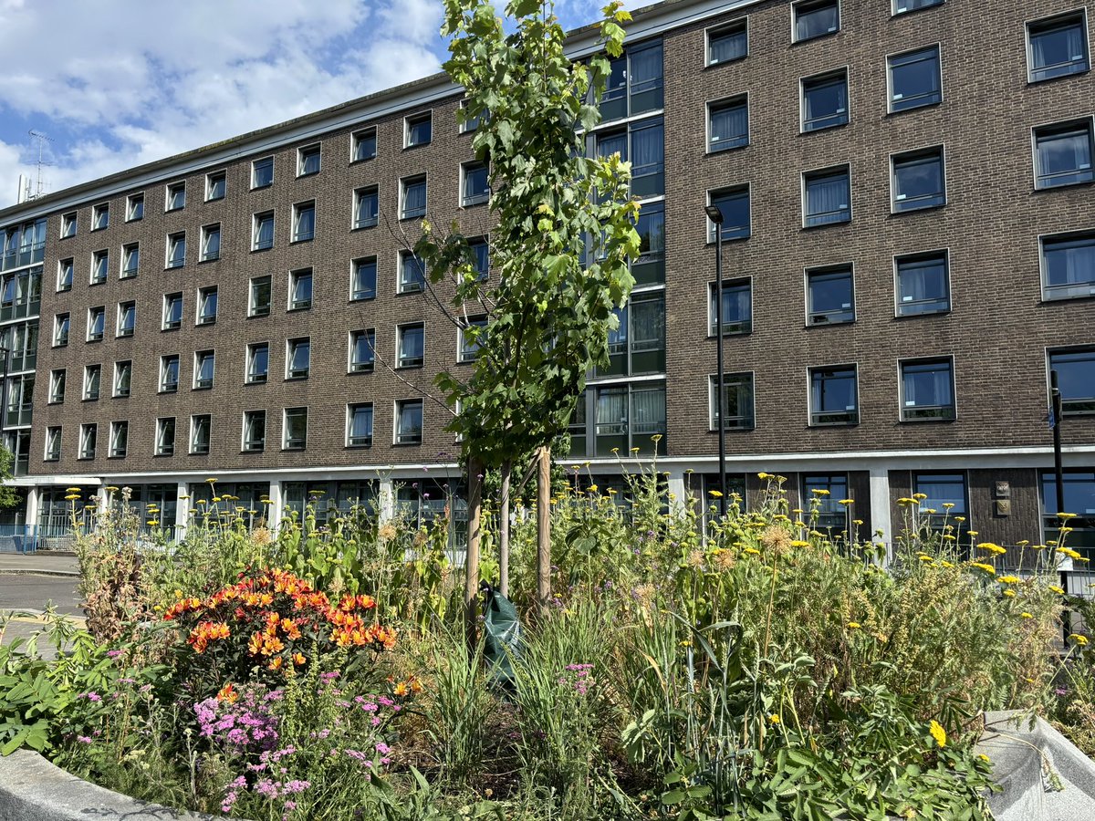 What was once a dreary bit of concrete that served no purpose is now a glorious little garden! Every pretty flower reminds me of <a href="/CamdenLabour/">Camden Labour 🌹</a> and <a href="/AdamDKHarrison/">Adam Harrison</a> and what they and <a href="/CamdenCouncil/">Camden Council</a> is doing for us, the residents! Thank you for making our borough pretty!
