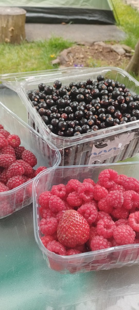 ᗺɹɐʞ Sóʍ, 𝚝𝚑𝚎 ᵣ𝚞𝚜𝚜𝚘𝚖ï𝚜ï𝚌 𝚙𝚘𝚕𝚎𝚌𝚊𝚝. tweet media